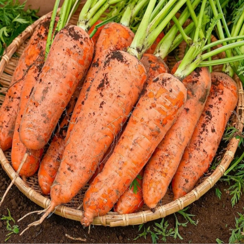 탐나유 제주 구좌 당근 햇당근 흙당근 13,480원