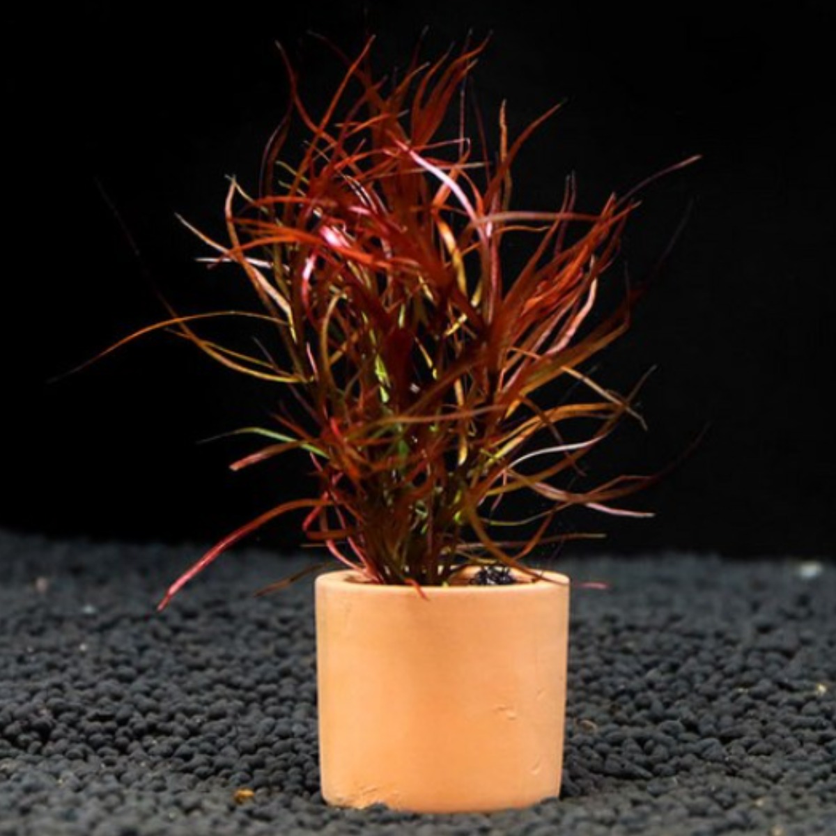 [수초대장] 루드위지아 아쿠아타 (1포트) 포트수초 5,000원