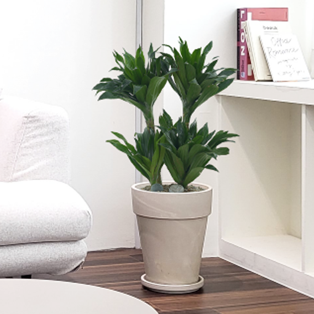 농원청년 크림토분 취임 영전 이직 승진 축하화분 실내 공기정화식물 사무실 카페 매장 공간 인테리어식물 거실화분 집들이 개업식 축하화환 여인초 금전수 뱅갈고무나무 아레카야자 행운목 83,000원