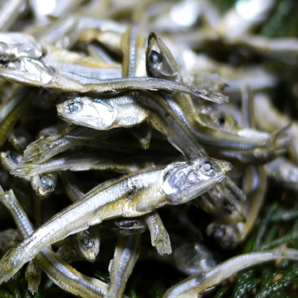 [국내산멸치할인특가]]30년장인직송 바다의감칠맛 중멸치 볶음용안주용 고바멸치 9,700원