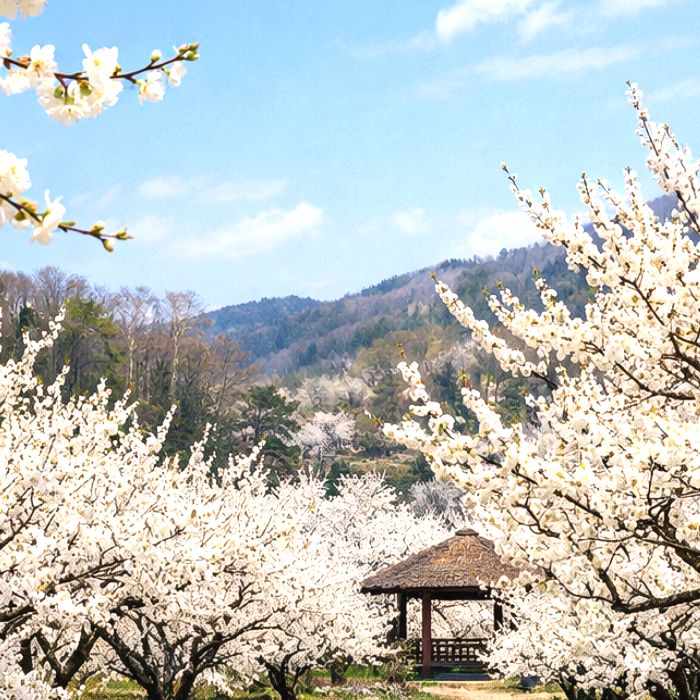 목하원예조경 흰꽃 백매화 묘목 접목 1년생 특묘 매화나무 정원조경나무 노지월동 8,000원