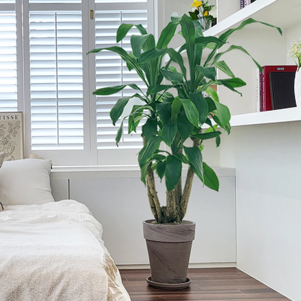 농원청년 바솔트토분 인테리어식물 거실화분 실내화초 개업식화분 개업화분 공기정화식물 승진화분 영전화분 사무실 카페 매장 공간 인테리어화분 스투키 쉐프렐라 홍콩야자 극락조 164,000원