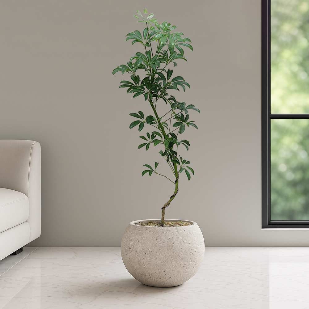 농원청년 달항아리화분 개업화분 거실화분 개업식화분 카페 병원 사무실 개원 인테리어식물 개업 집들이선물 실내 공기정화식물 올리브나무 홍콩야자 쉐프렐라 여인초 뱅갈고무나무 아레카야자, 1개 85,000원