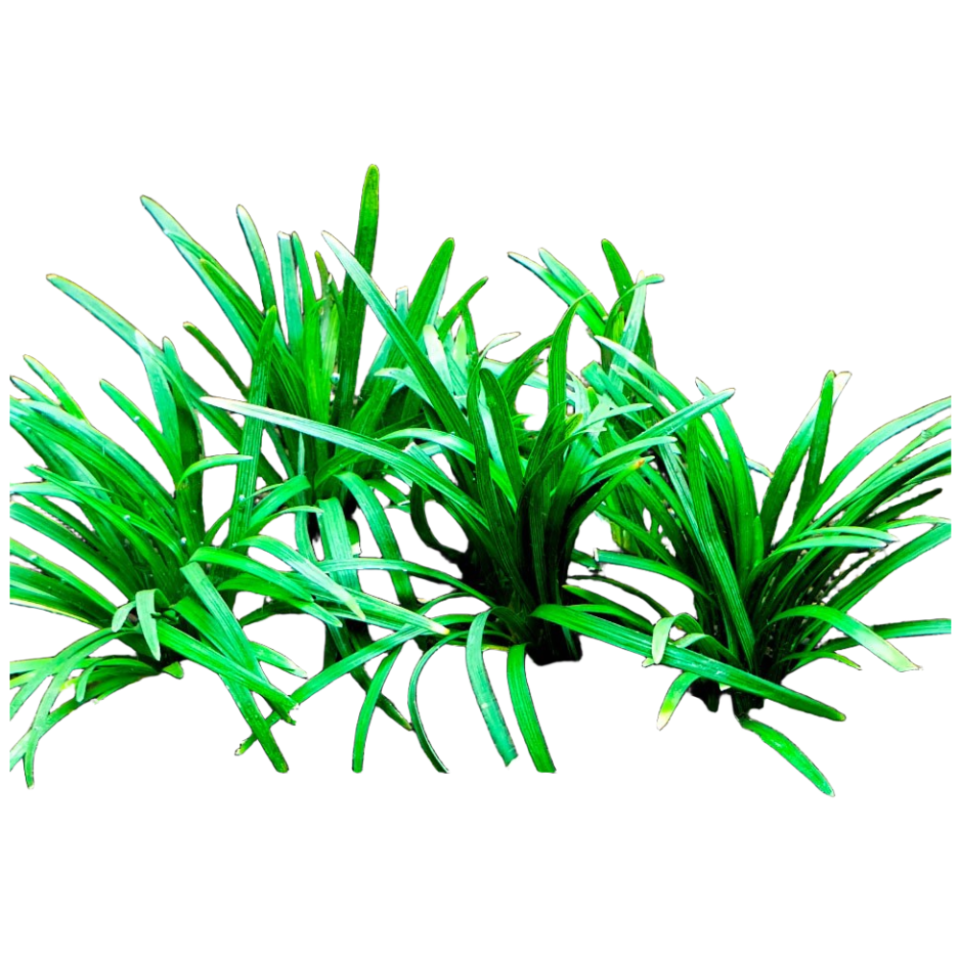 애란 (4촉) 초보자수초 자연수초 6,650원