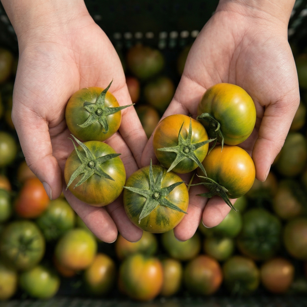 [농장직송] 부산 대저 짭짤이 토마토 정품 특품 로얄과 1kg 2.5kg 11,510원