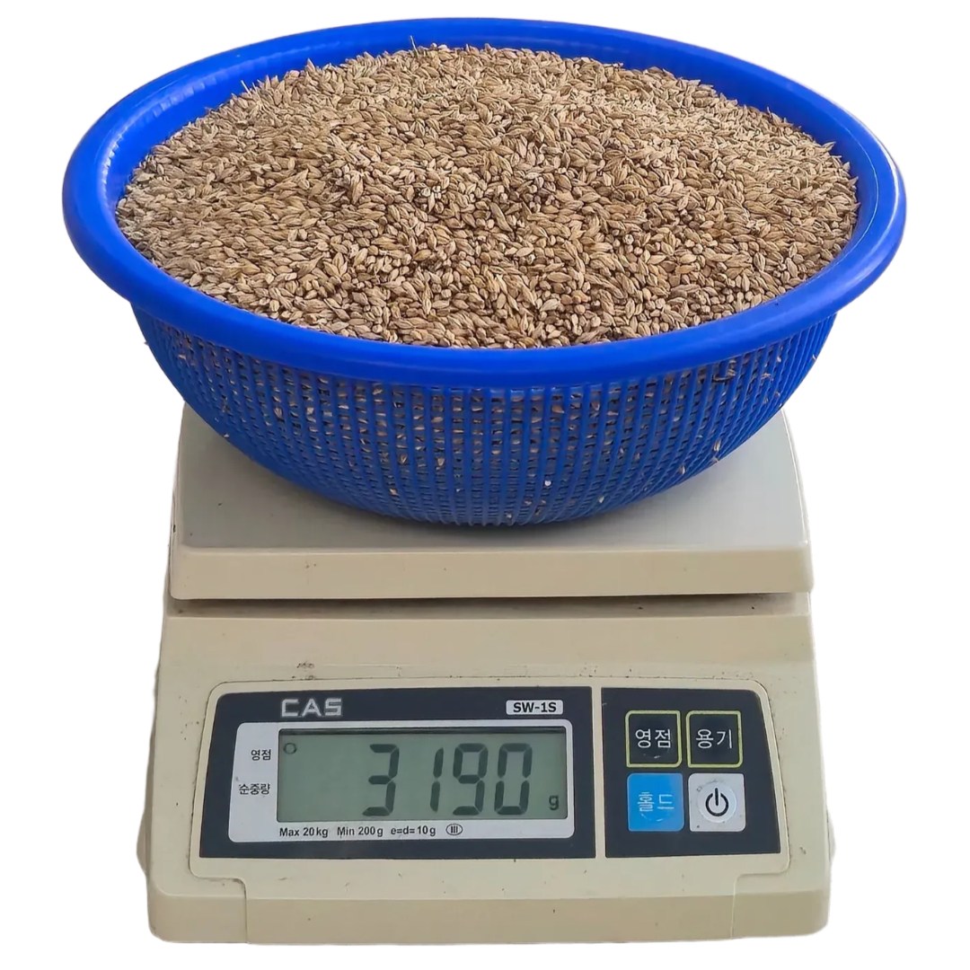 새싹보리 씨앗가정 재배 엿질금 용도 겉보리 3kg, 1개 16,900원