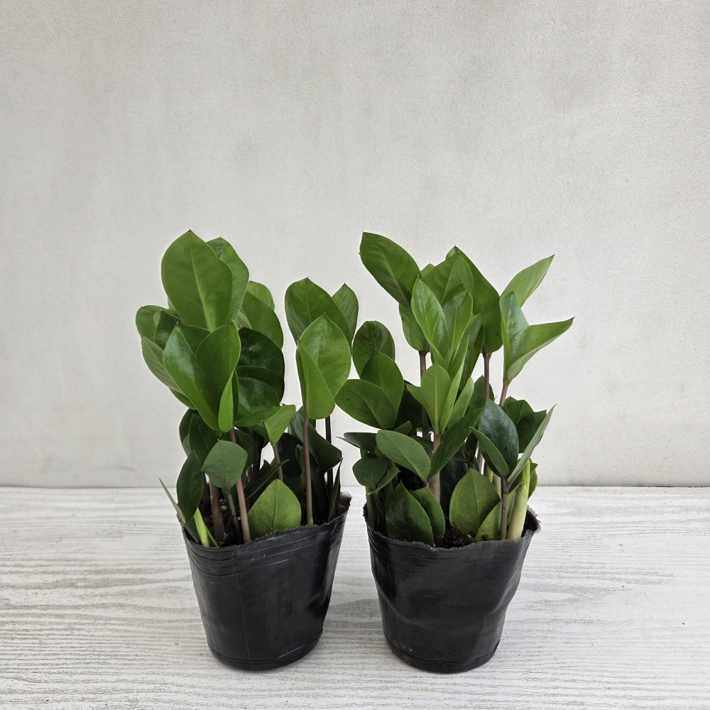 금전수 2개묶음 실내공기정화식물 반려식물 플랜테리어 온누리꽃농원 8,900원