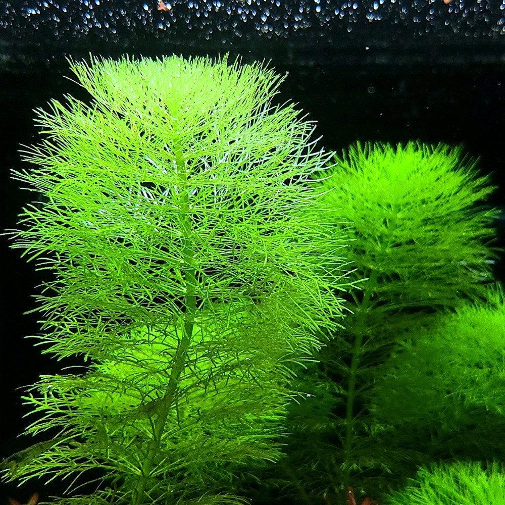 [미초] 자이언트 암브리아 수초 2촉 & 5촉 / 치어 수초 / 초보자 수초 / 구피 수초 7,600원