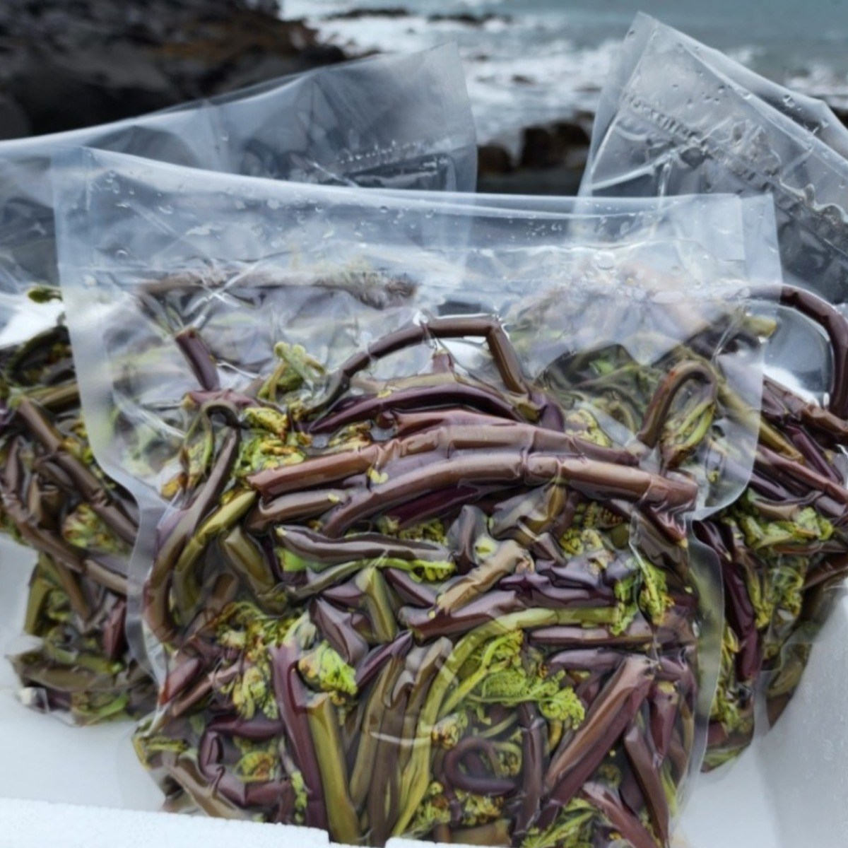 2026년 제주 급냉 햇 생고사리 1kg 2팩, 2kg, 1개 52,000원