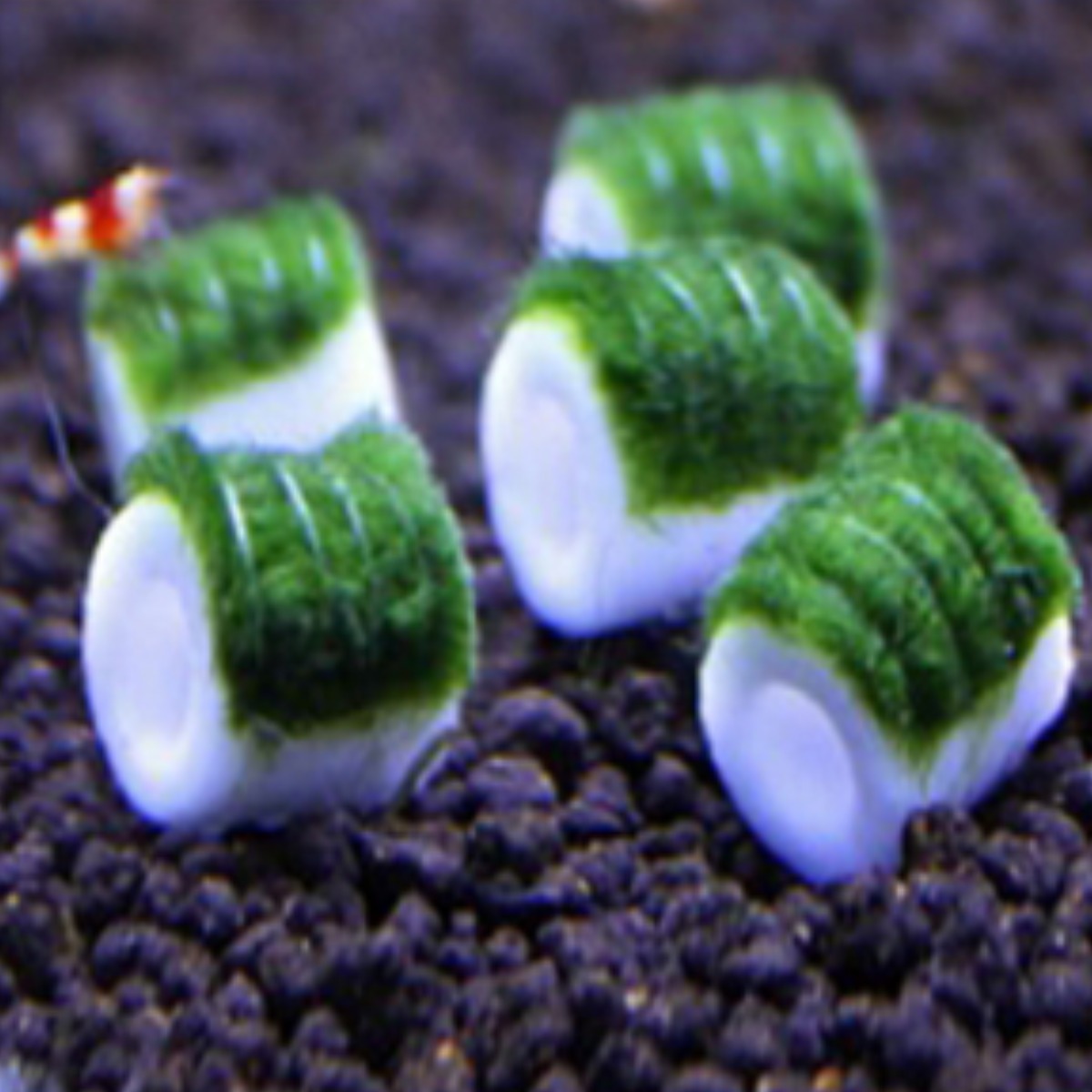 키우기 쉬운 어항 모스 음성수초 초보 구피 새우 은신처 놀이터 장식품, 1개 5,000원