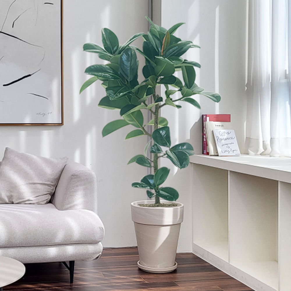 농원청년 크림토분 취임 영전 이직 승진 축하화분 실내 공기정화식물 사무실 카페 매장 공간 인테리어식물 거실화분 집들이 개업식 축하화환 여인초 금전수 뱅갈고무나무 아레카야자 행운목 167,000원