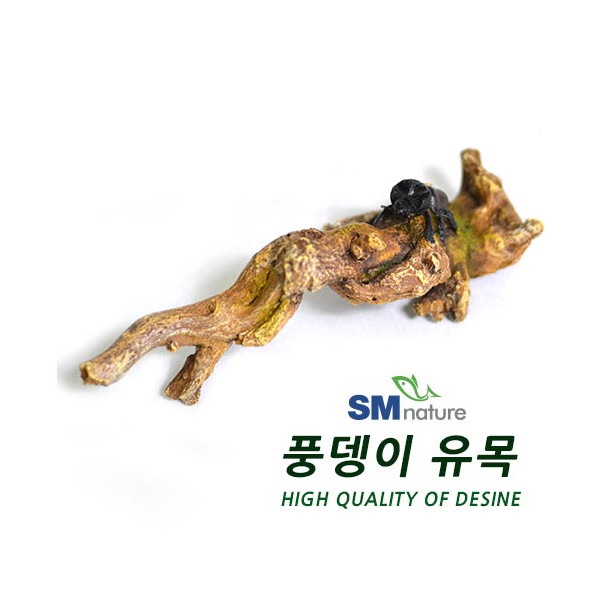 SM 풍뎅이 유목 장식 [025A] 7,500원