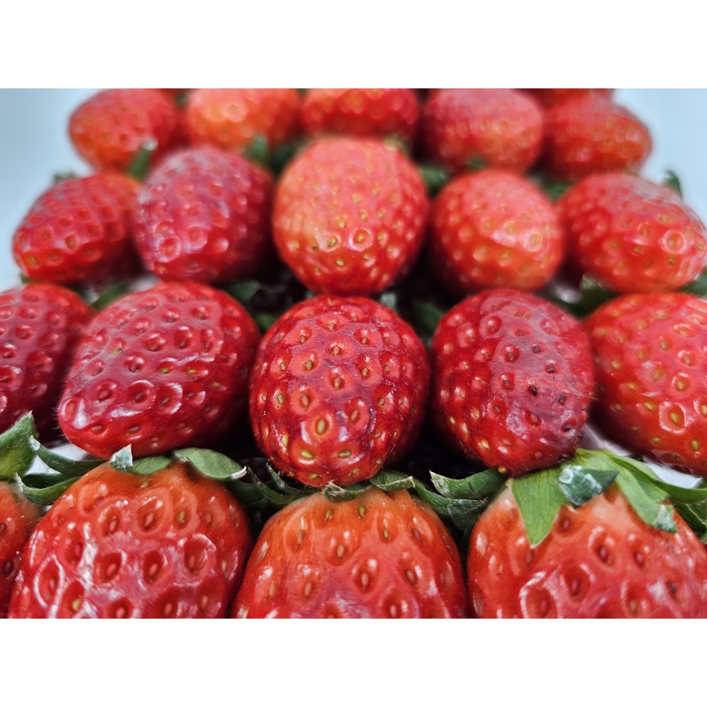 최상급 고당도 논산 설향 딸기 산지직송 16,420원