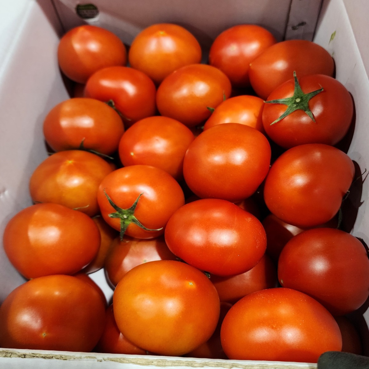 새콤달콤팜 완숙 찰 토마토 주스 쥬스용 2.5kg 5kg, 18,400원