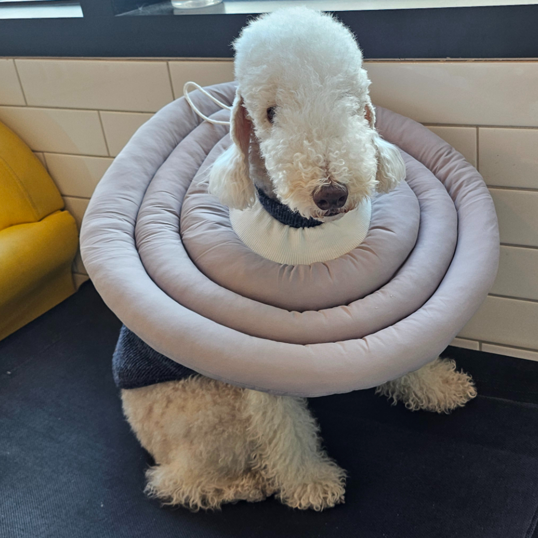 MAAH 강아지 넥카라 대형, 라이트그레이, 1개 20,780원