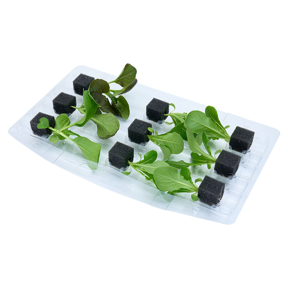 자람홈미니 수경재배 청경채 싱싱하계 모종 계약재배 3주소요, 6개 6,200원