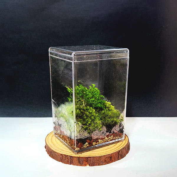 미니 테라리움 키트 더숲 구름이끼  비단이끼 BOM 테라리움 세트  DIY 만들기 8,000원