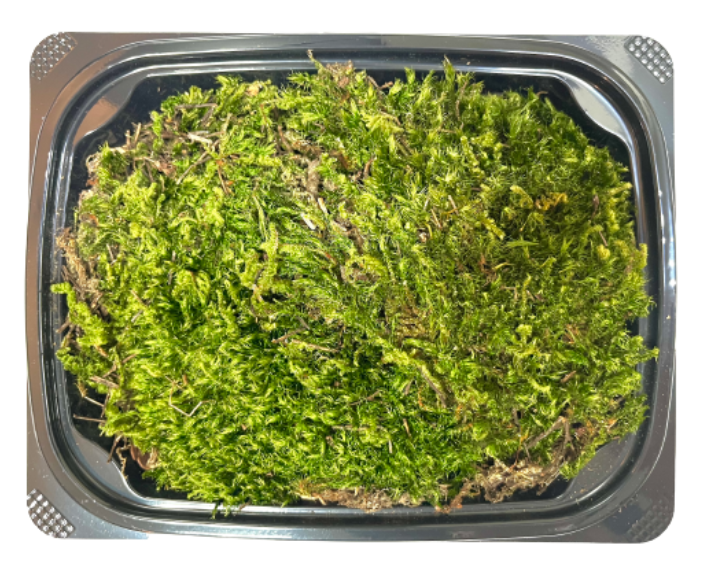 자연산 물이끼 이끼식물 테라리움 코케다마 비바리움 화분멀칭 25,000원