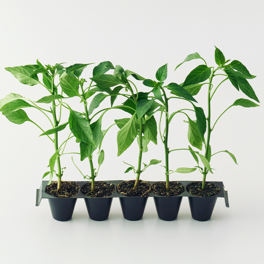 [로켓프레시] 농업회사법인 주식회사 코코도르팜 텃밭가꾸기 고추 모종, 그린, 5개 15,900원