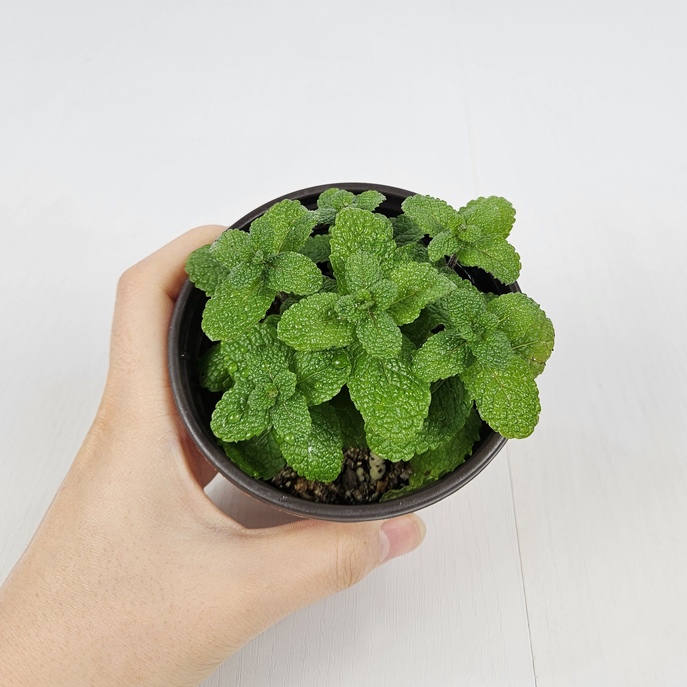 아비가든 허브 민트 6종, 2개, 1.애플민트 1+1 8,900원