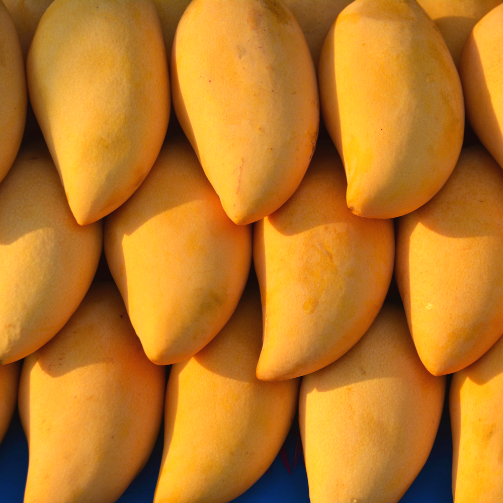 [고당도특품] 태국 골드망고 당도선별 항공수입 27,910원