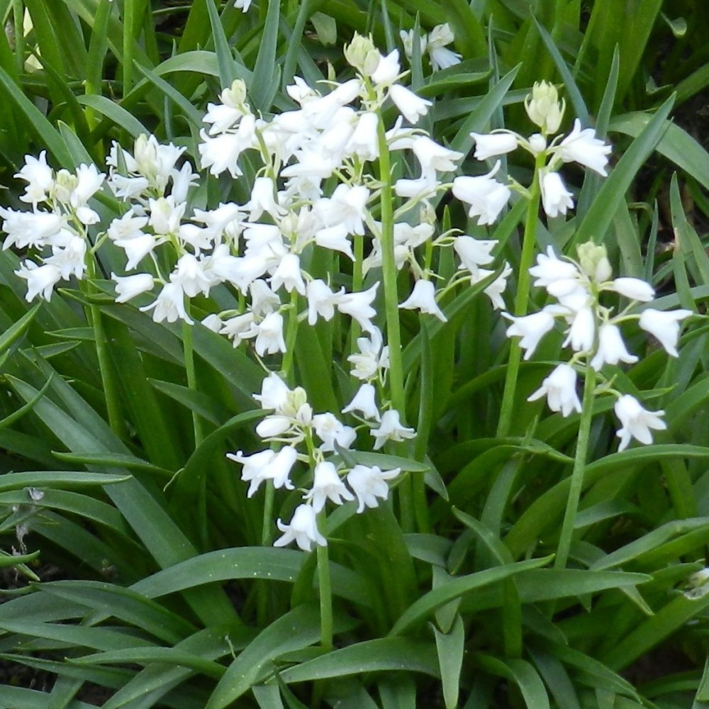 [가든조아] 네덜란드 오리지널 스페인블루벨 화이트 구근 64,900원