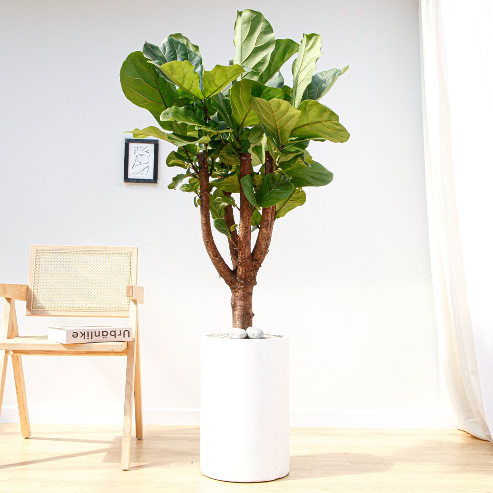 드셀플라워 금전수 뱅갈고무나무 집들이 선물 승진 사무실 이전 병원 개원 개업축하 화분 배달 당일배송 59.대형_떡갈고무나무 흰색원형 경량화분x 1개 109,000원