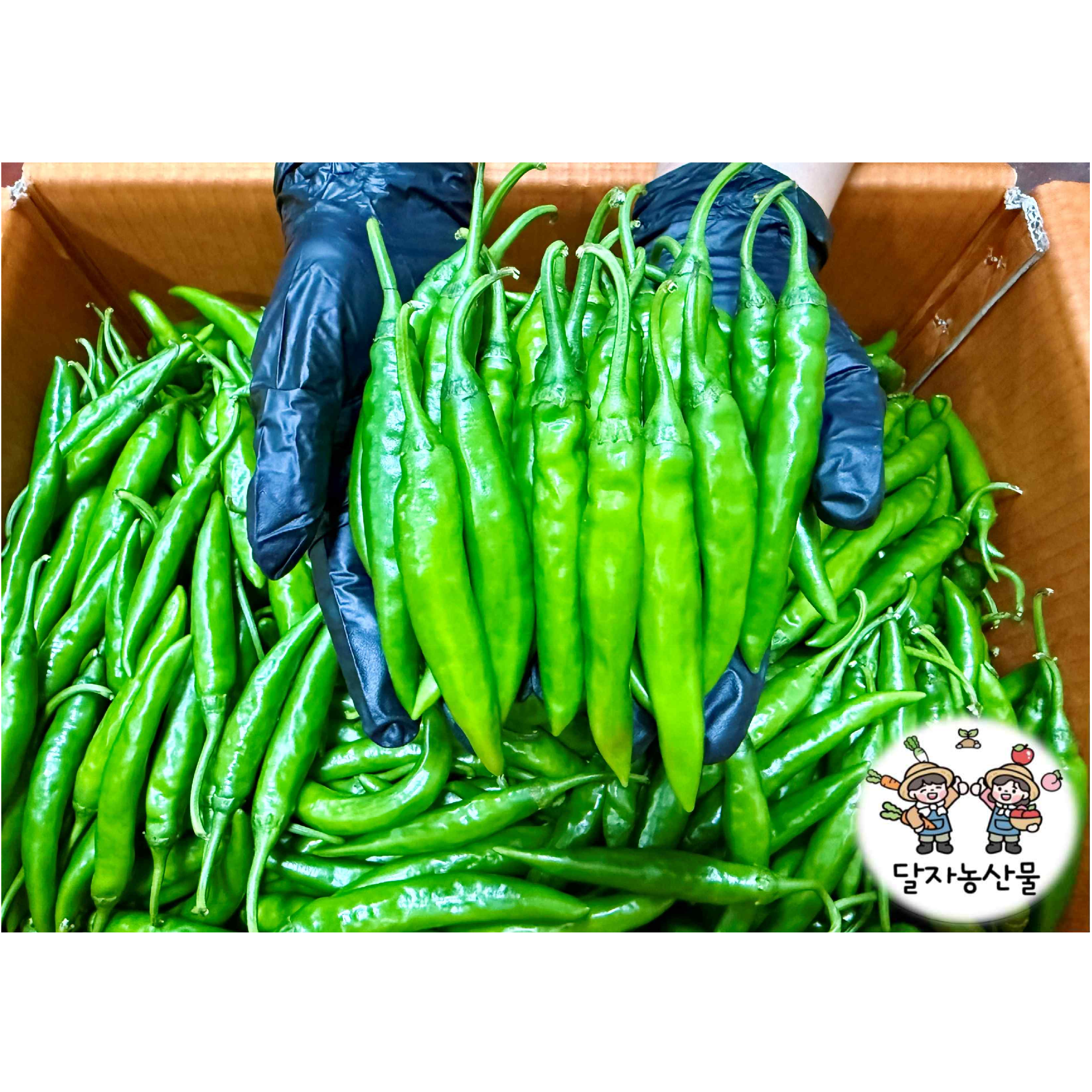 [당일경매] 국내산 신선한  청양고추 1박스 9,250원