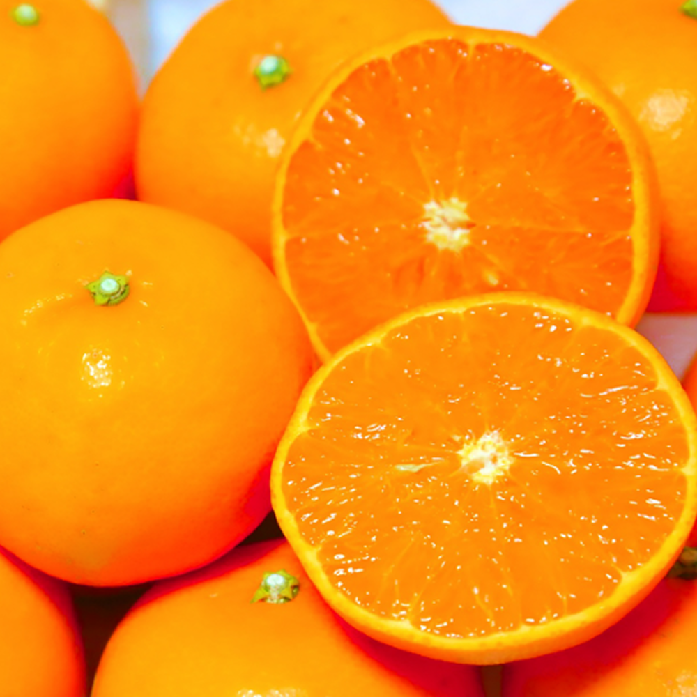 [입점특가] 제주발송 당도선별 특품 천혜향 13,290원