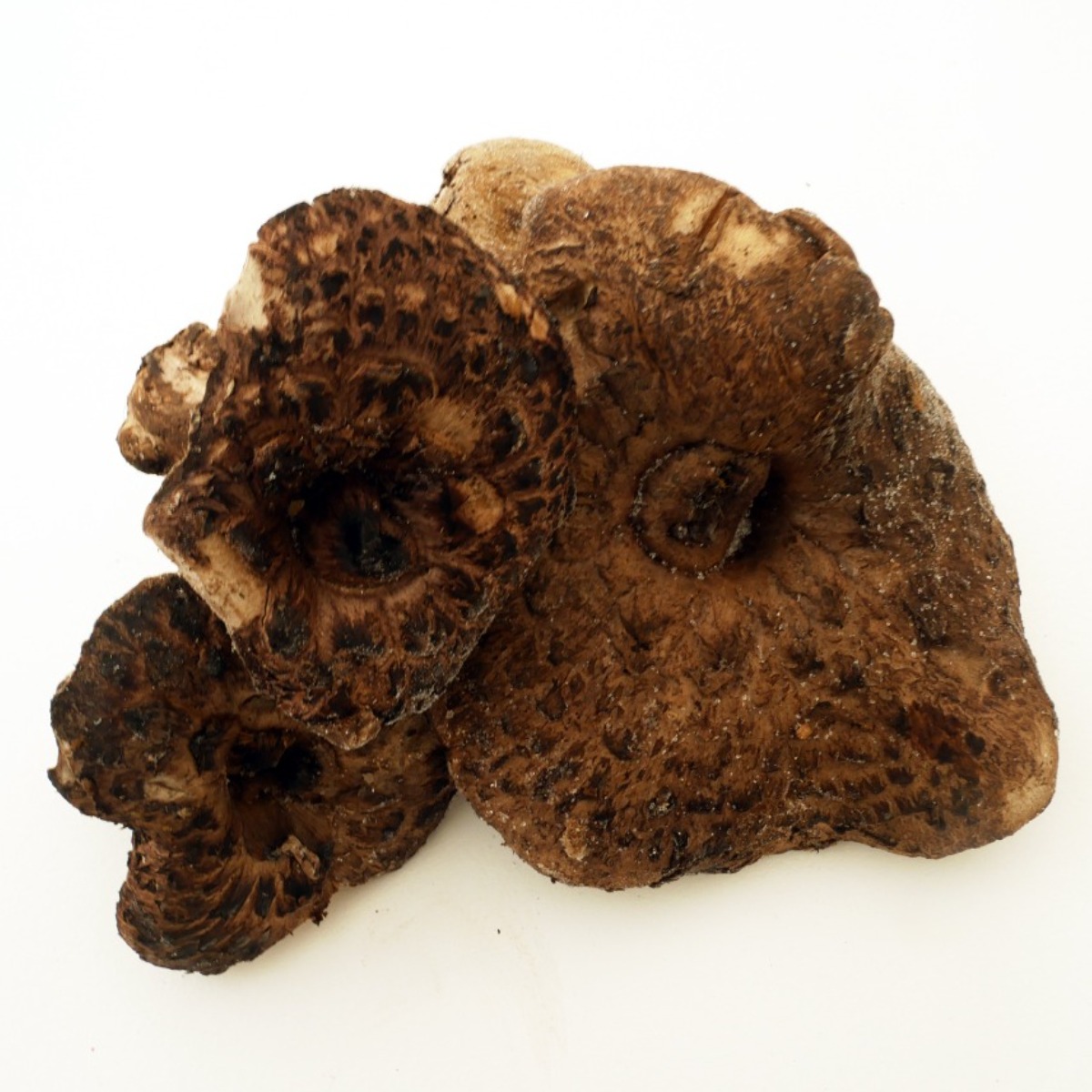 며느리약초 자연산 냉동 능이버섯 (특품) 1kg, 1kg, 1개 27,900원