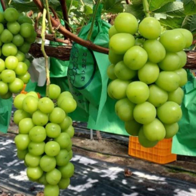 [명가] 최상급 샤인머스켓 2kg (2~3수) 특품 49,000원