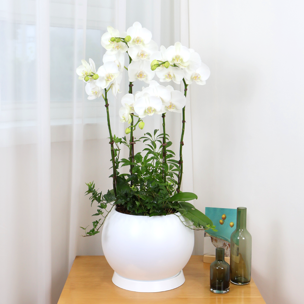 에코플라워 서양란 (고급스러운 화이트) 전국당일배송 사진전송 승진 영전 인사이동 진급 취임 개업 당일배송 h-0513, 1개 76,000원