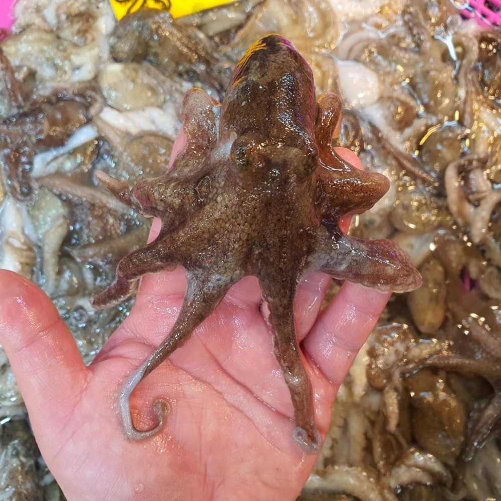 국내산 급냉 활 쭈꾸미 남해안 산지직송 급냉 주꾸미 139,000원