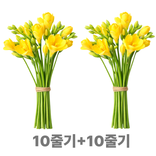 꽃담결 프리지아 후리지아 생화 꽃다발 10줄기 봄꽃 꽃선물 프리지아꽃다발, 1개, 행사) 프리지아 10+10 (20줄기) 12,000원