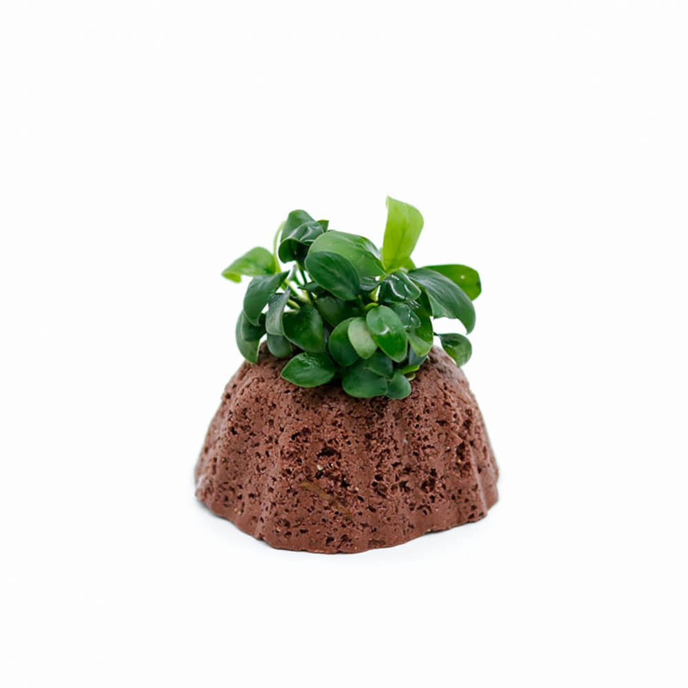 미미네아쿠아 활착수초 활화산 콩나나 10,500원