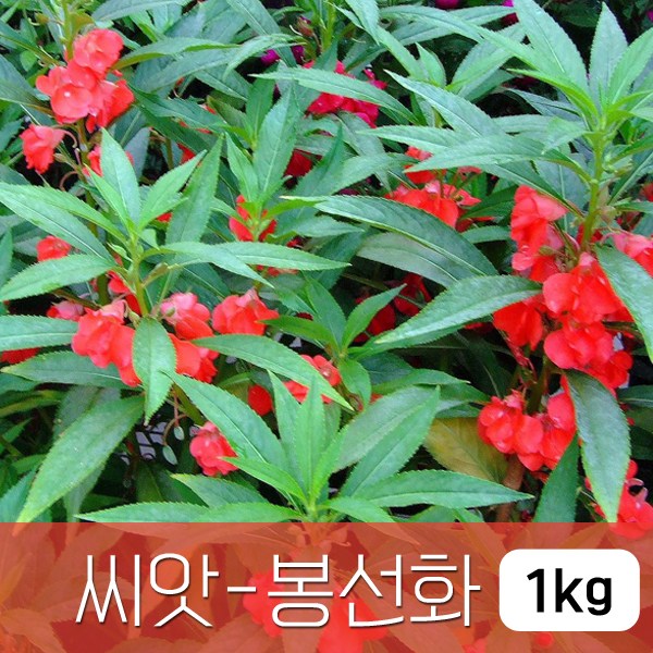 조이가든센터 야생화씨앗_봉선화 - 1kg, 1개 32,000원