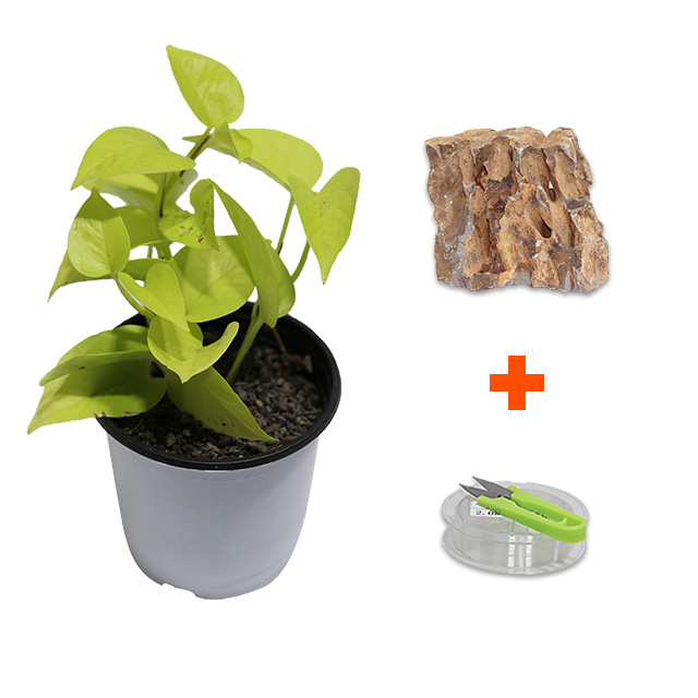 미미네아쿠아 DIY 마이플랜츠 황호석 형광스킨답서스 5,270원