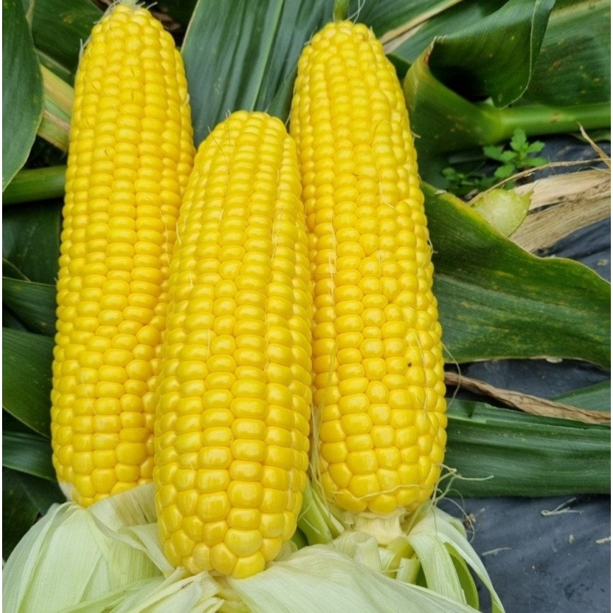 [특가]  고당도 초당옥수수 15,100원
