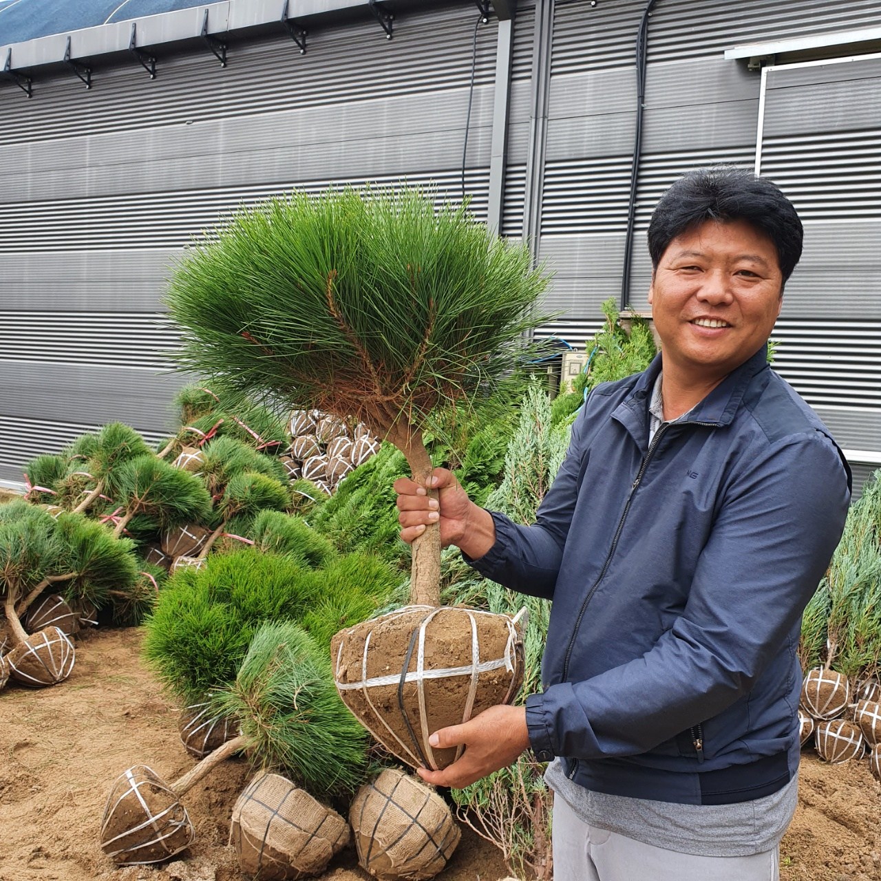 반송나무 황금반송 접목반송 분묘 폭30cm 47,000원