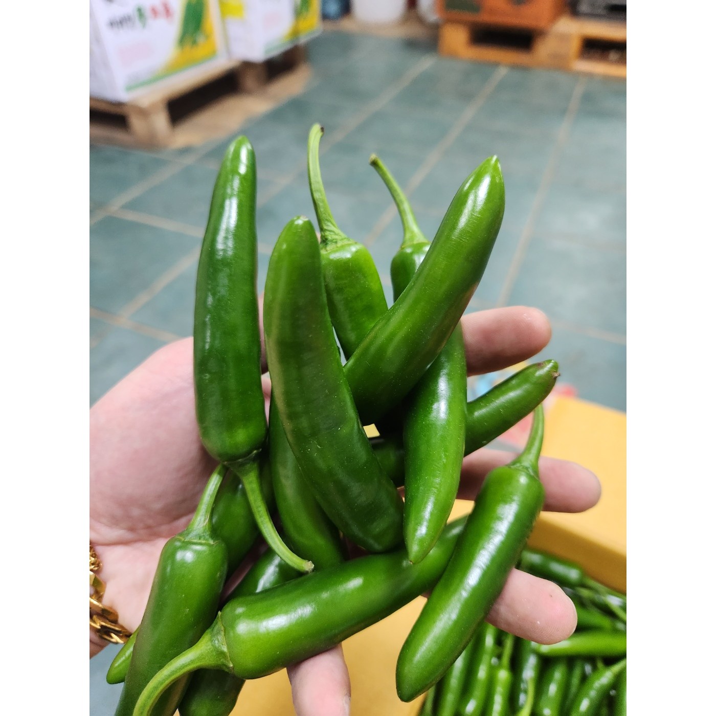 [특품] 모닝고추 아삭이 풋고추 오이맛고추 특 1kg 5kg 8,910원