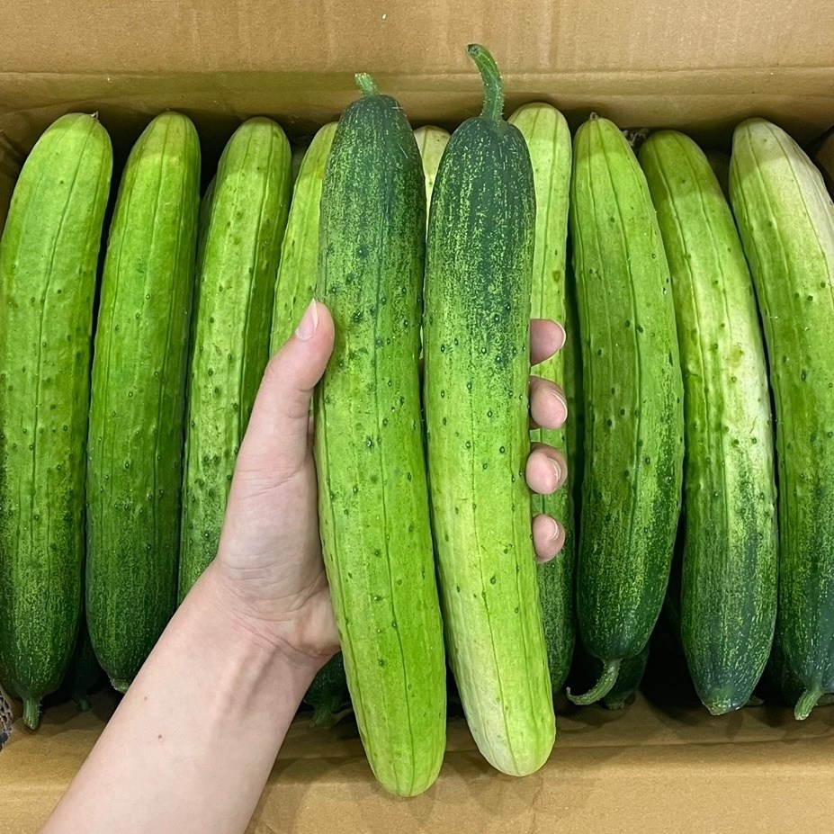 맛통령 백다다기 오이 9,870원