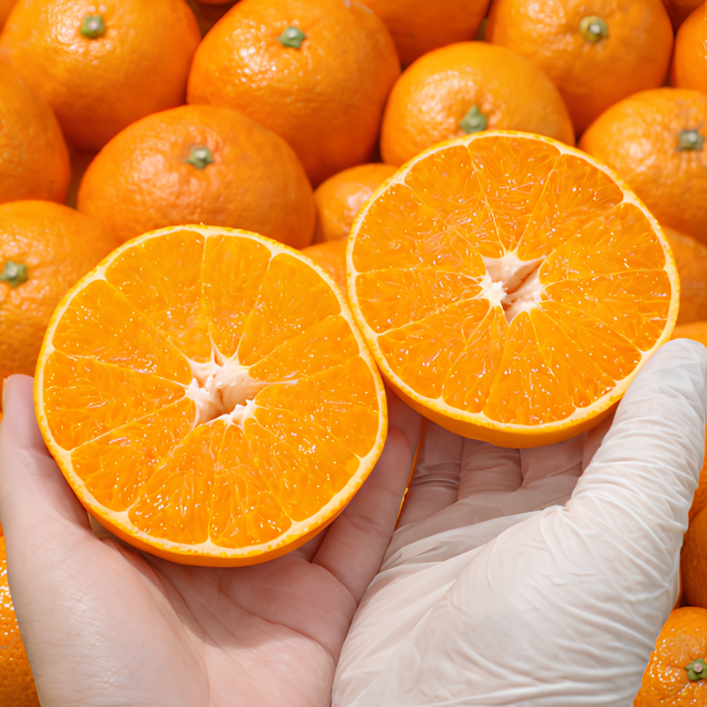 [마지막수량] 3월특가 제주 갓수확한 천혜향, 1박스, 10kg 40,900원