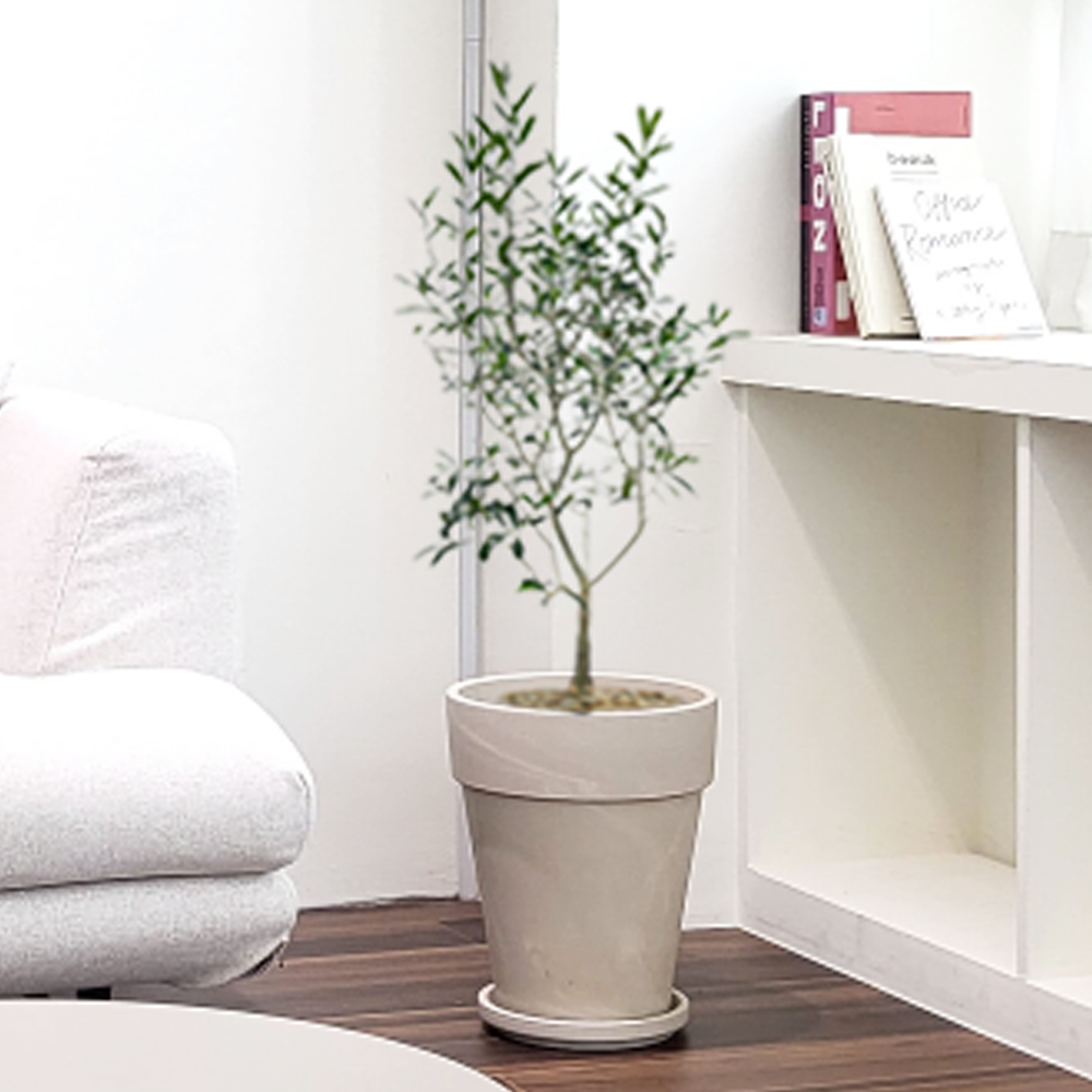 농원청년 크림토분 취임 영전 이직 승진 축하화분 실내 공기정화식물 사무실 카페 매장 공간 인테리어식물 거실화분 집들이 개업식 축하화환 여인초 금전수 뱅갈고무나무 아레카야자 행운목 83,000원