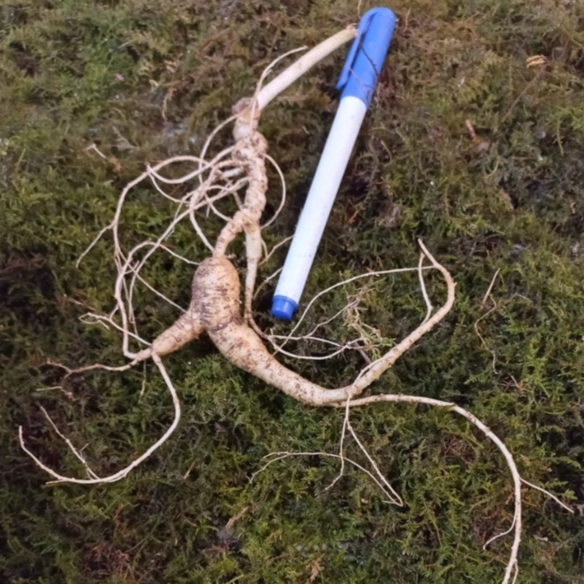 [수로] 강원도 전라도 1200고지 진짜 야생 방치삼 20년 자연 방치삼 + 서비스 삼 250,000원