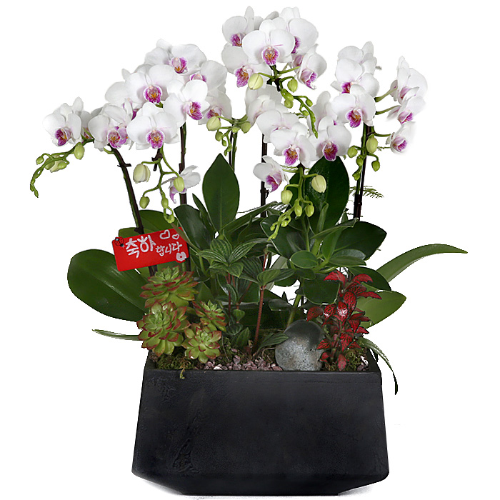 119플라워 (당일배송) 호접란 ST-H435 서양난 미니호접 호접난 행사용 환갑 승진 영전 전시회 개업 전국꽃배달 생일 기념일 꽃선물 꽃배달, 1개 135,800원