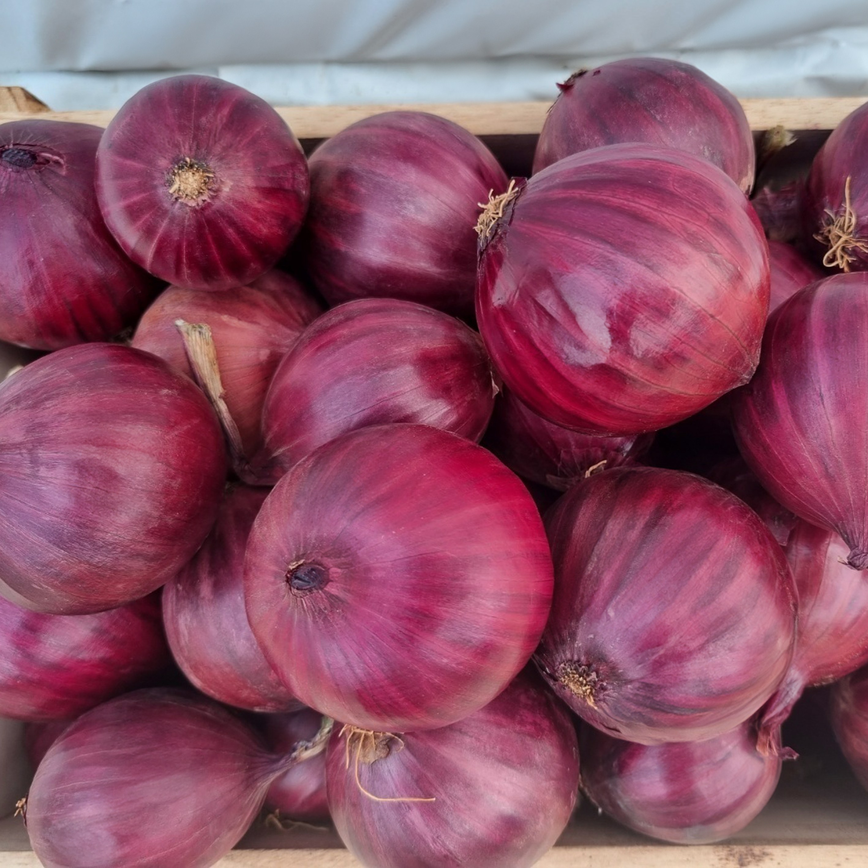 싱싱냠냠 영농조합법인 무안 자색양파 적양파 7,960원