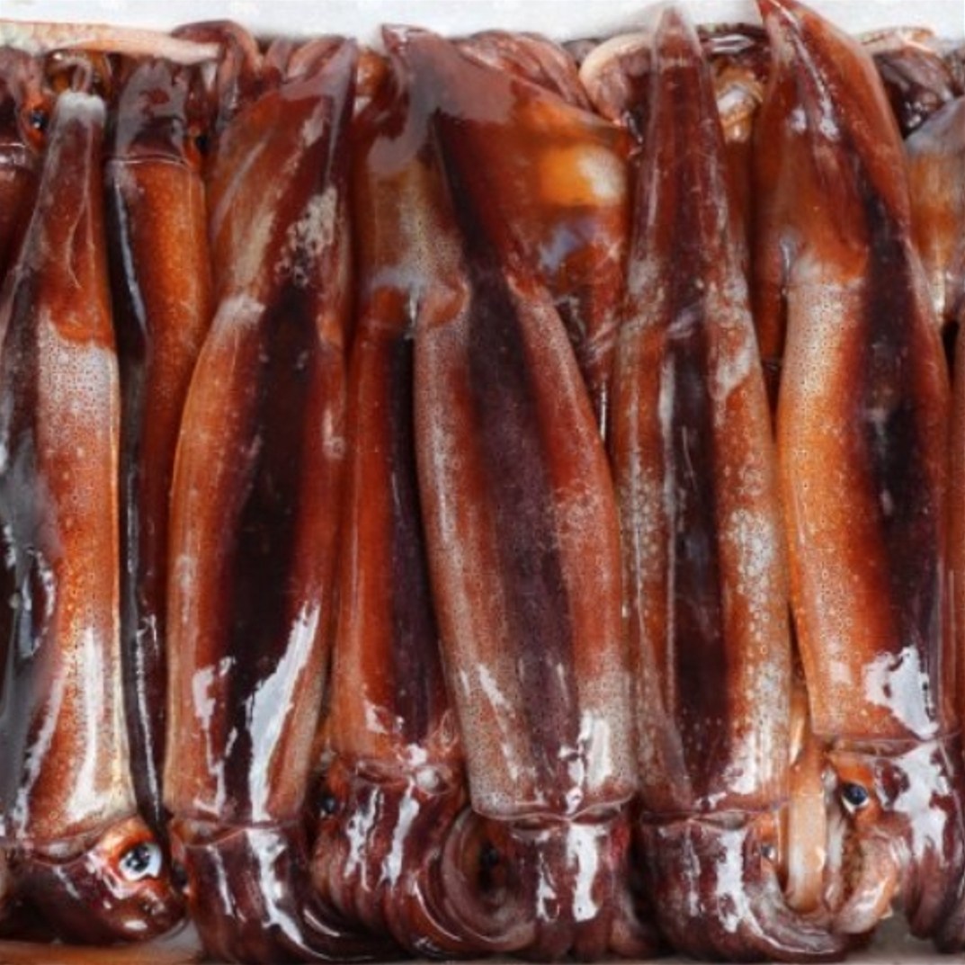 [급냉] 중대사이즈 태안 신진도 통오징어 초코오징어 1kg 2-5미, 1박스, 1Kg 4-6미내외 23,900원