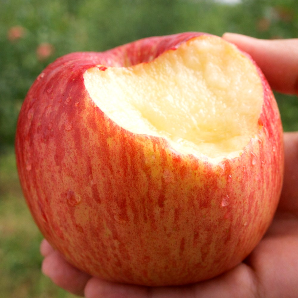 [3일간초특가] 농가선별 청송 부사 사과, 1개, 10kg (당도선별) 36,400원