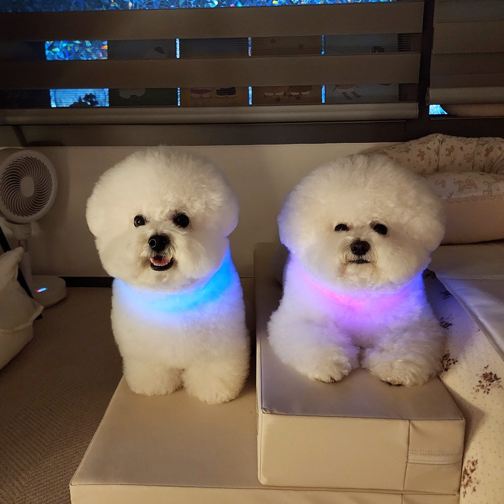 울트라웨이브 애견 야광 목걸이 야간산책 목줄 인식표, 1개 22,910원