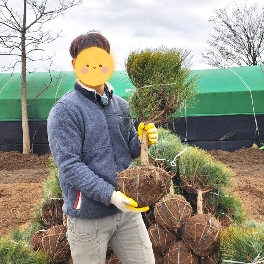 반송 둥근소나무 폭 30cm 40cm 50cm 분묘 침엽수 소나무 조경수 산소에심는나무 51,500원